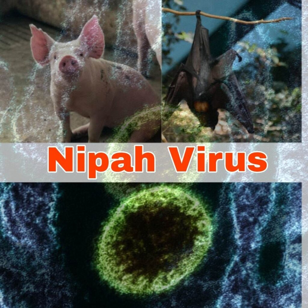 Nipah virus Kya Hai